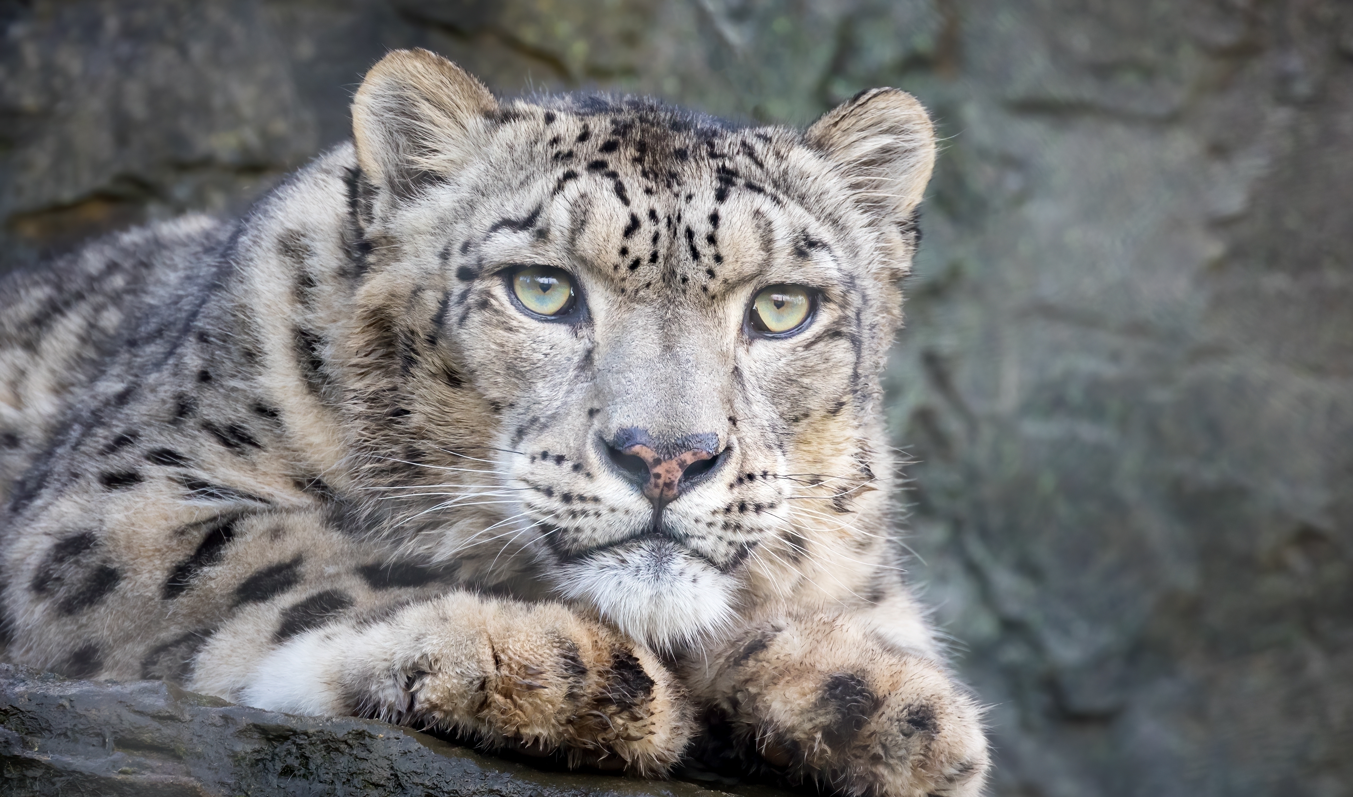 Leopard al zăpezii