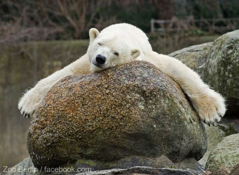 Cel mai vârstnic urs polar din Europa a murit la Zoo Berlin