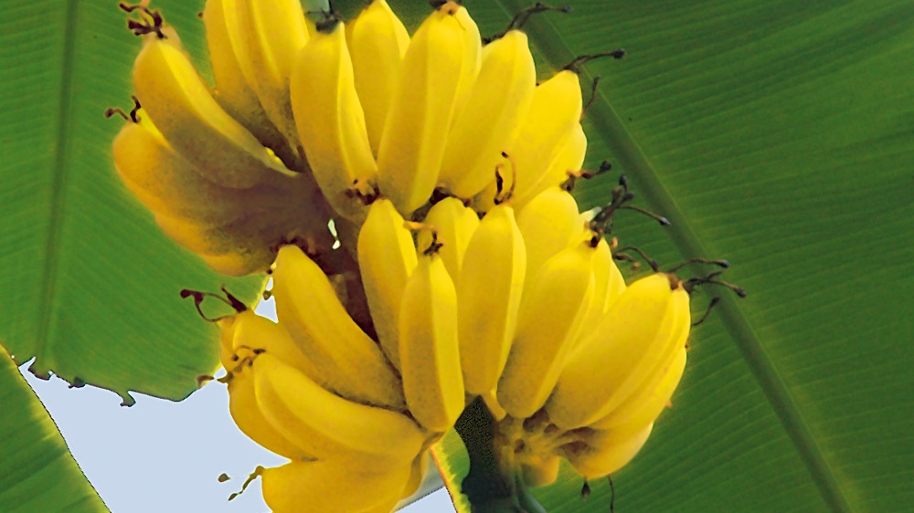 Culturi de banane
