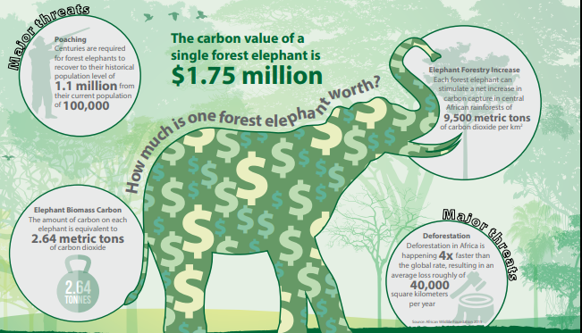 Elefanţii şi acumularea de carbon