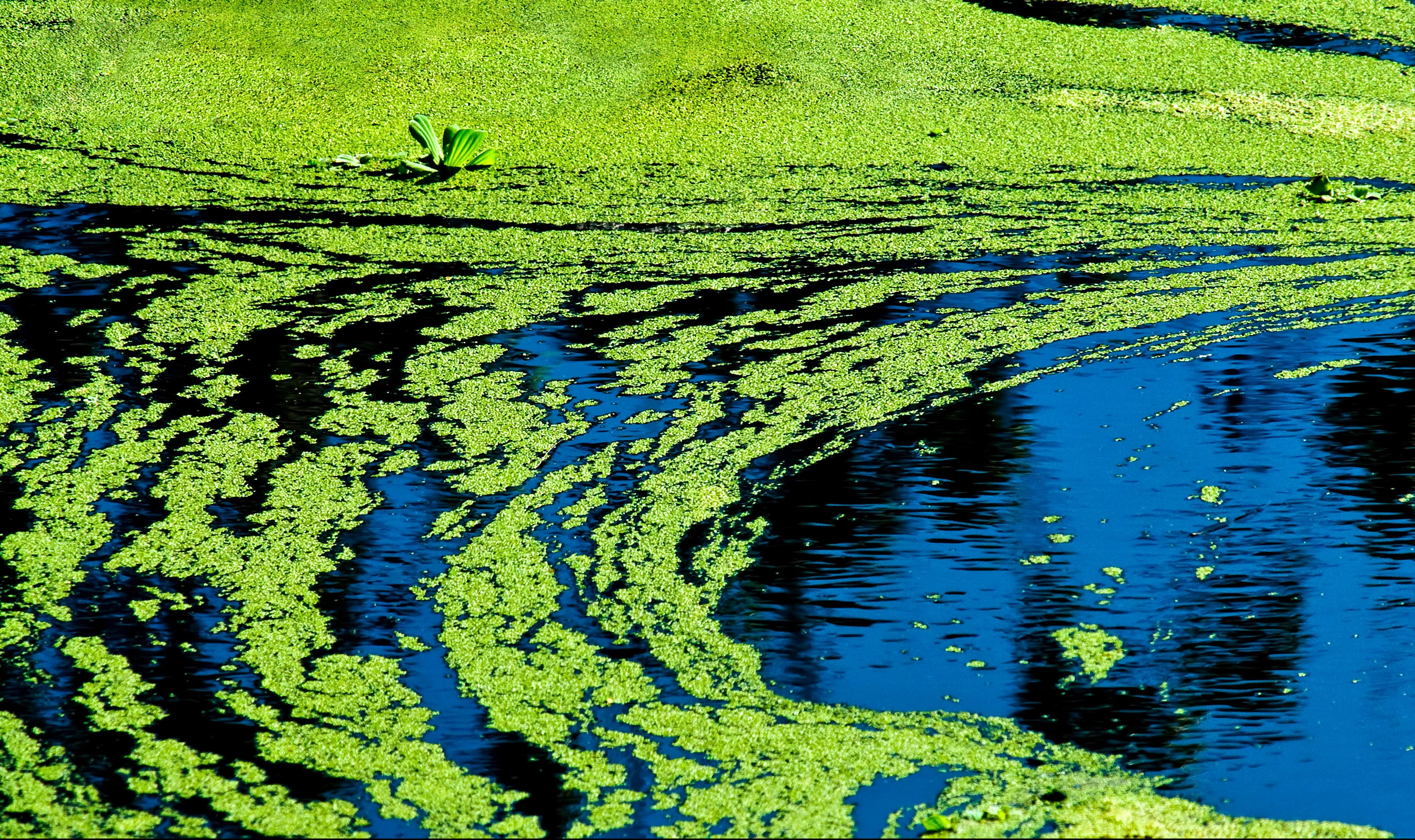 Alga de apă dulce cyanobacteria