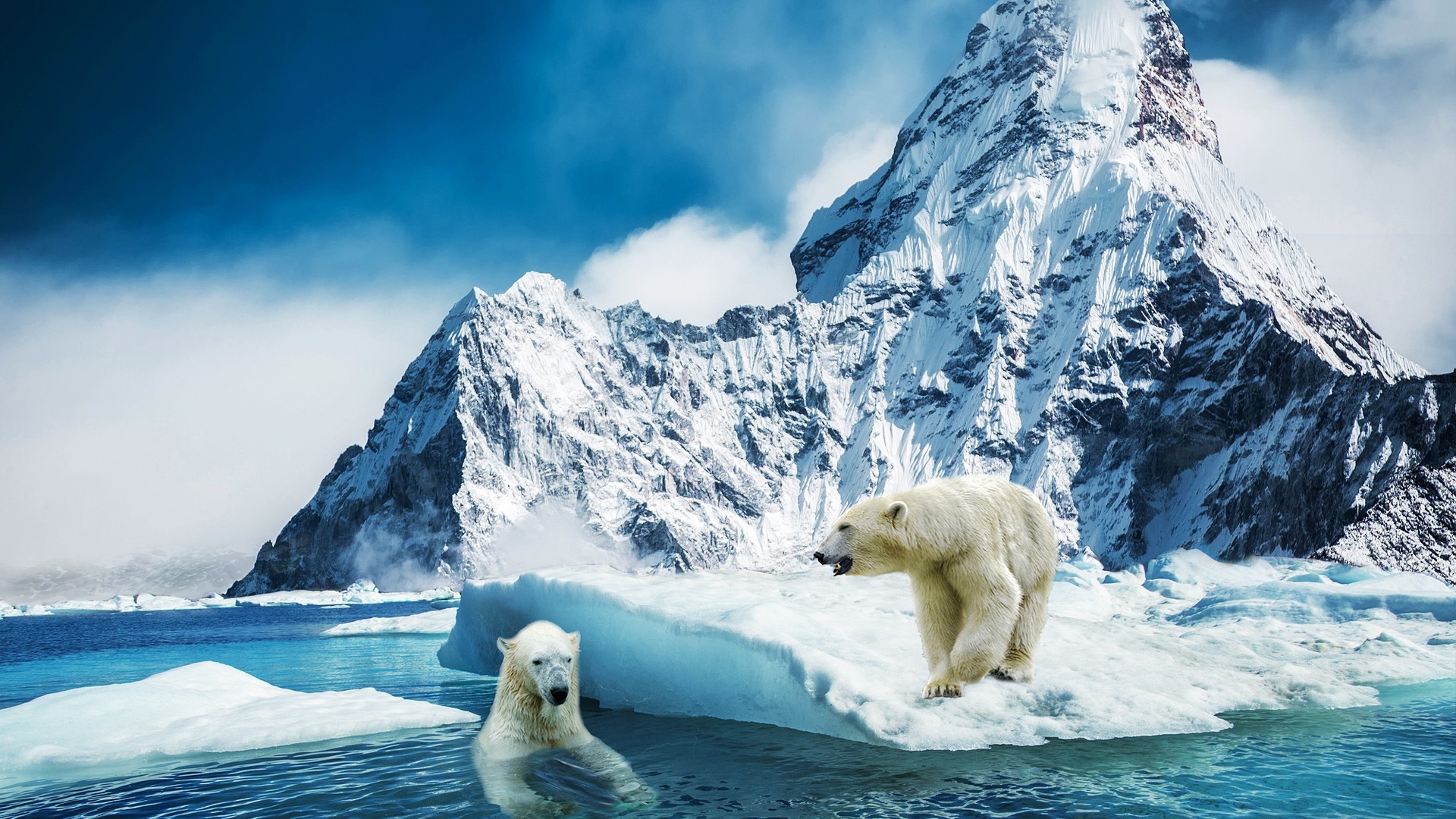 Populaţie izolată de urşi polari mai bine adaptată la schimbările climatice