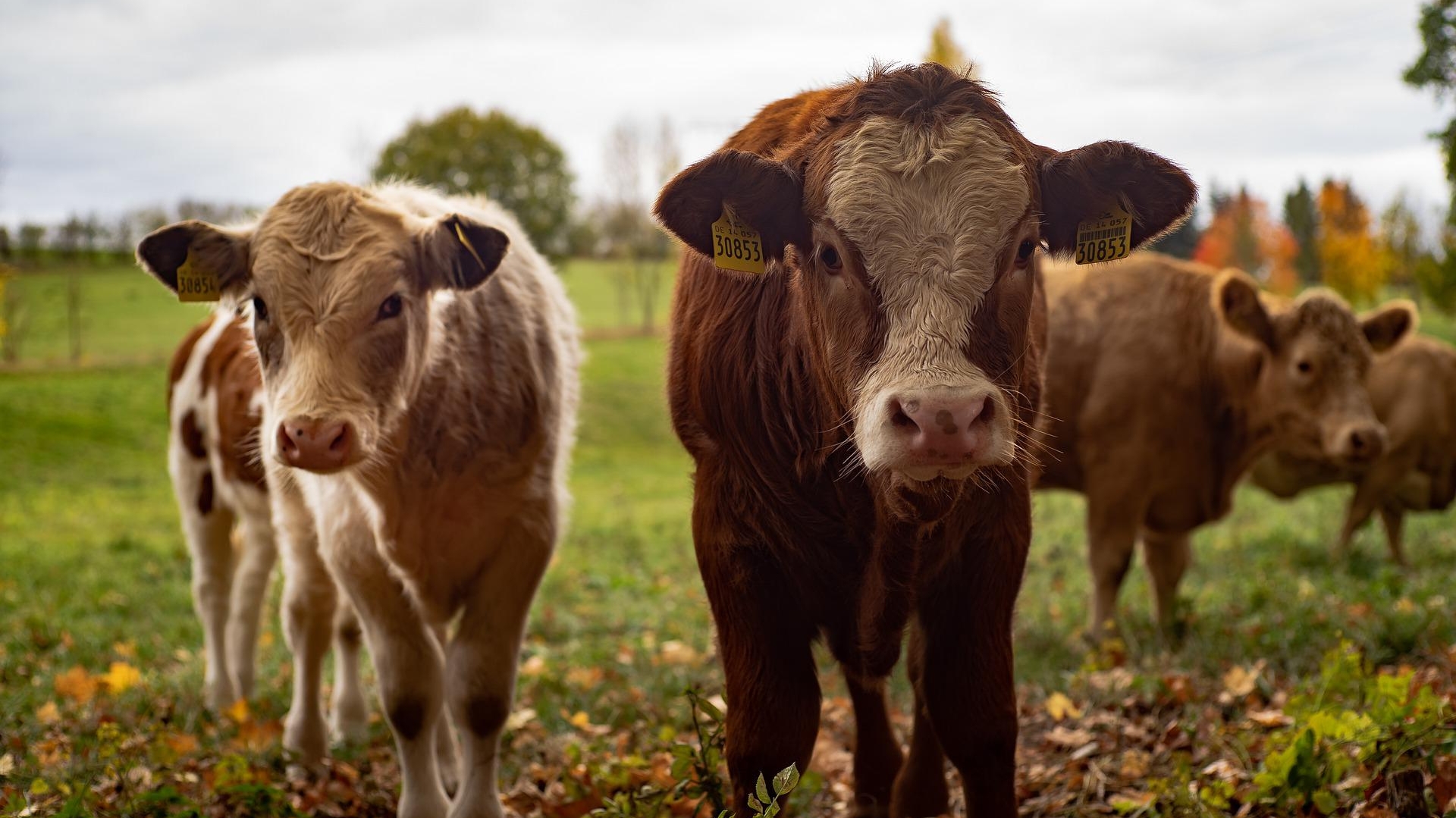 UE trebuie să reducă numărul de vaci