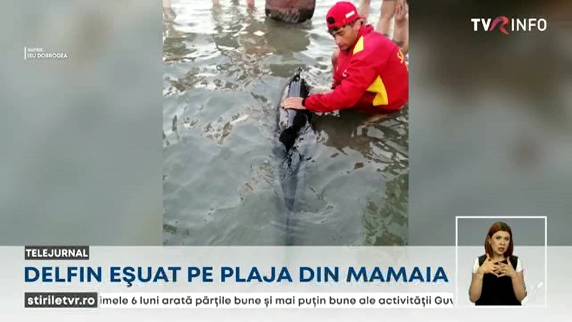 Salvarea unui pui de delfin eșuat pe plaja din Mamaia