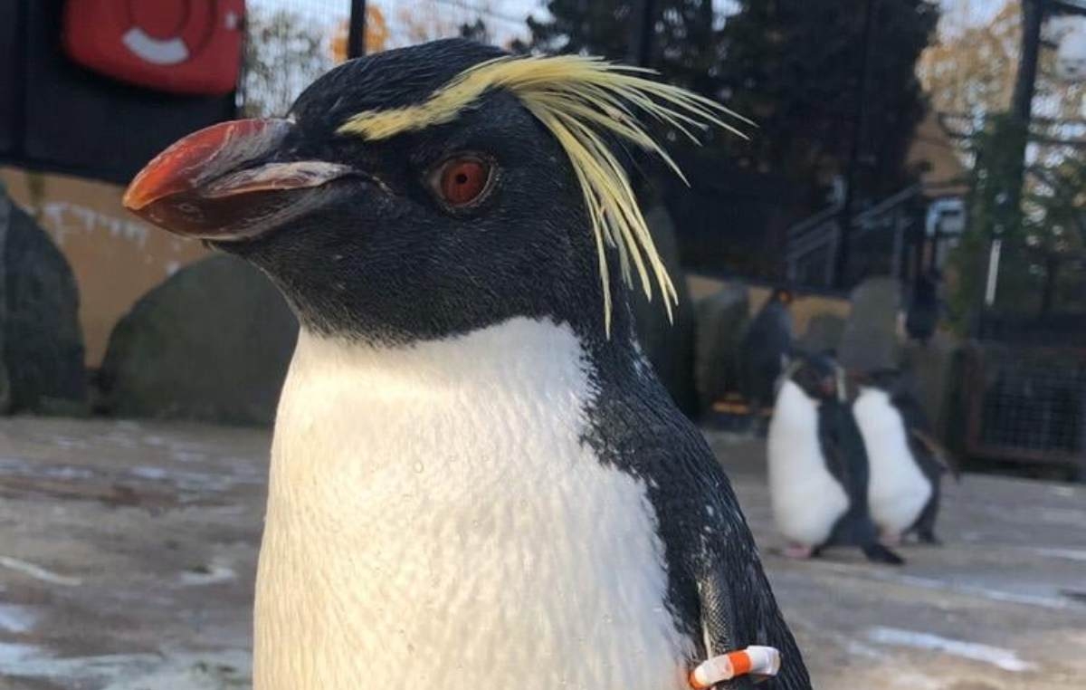Cel mai bătrân pinguin de la Zoo Edinburg / Facebook
