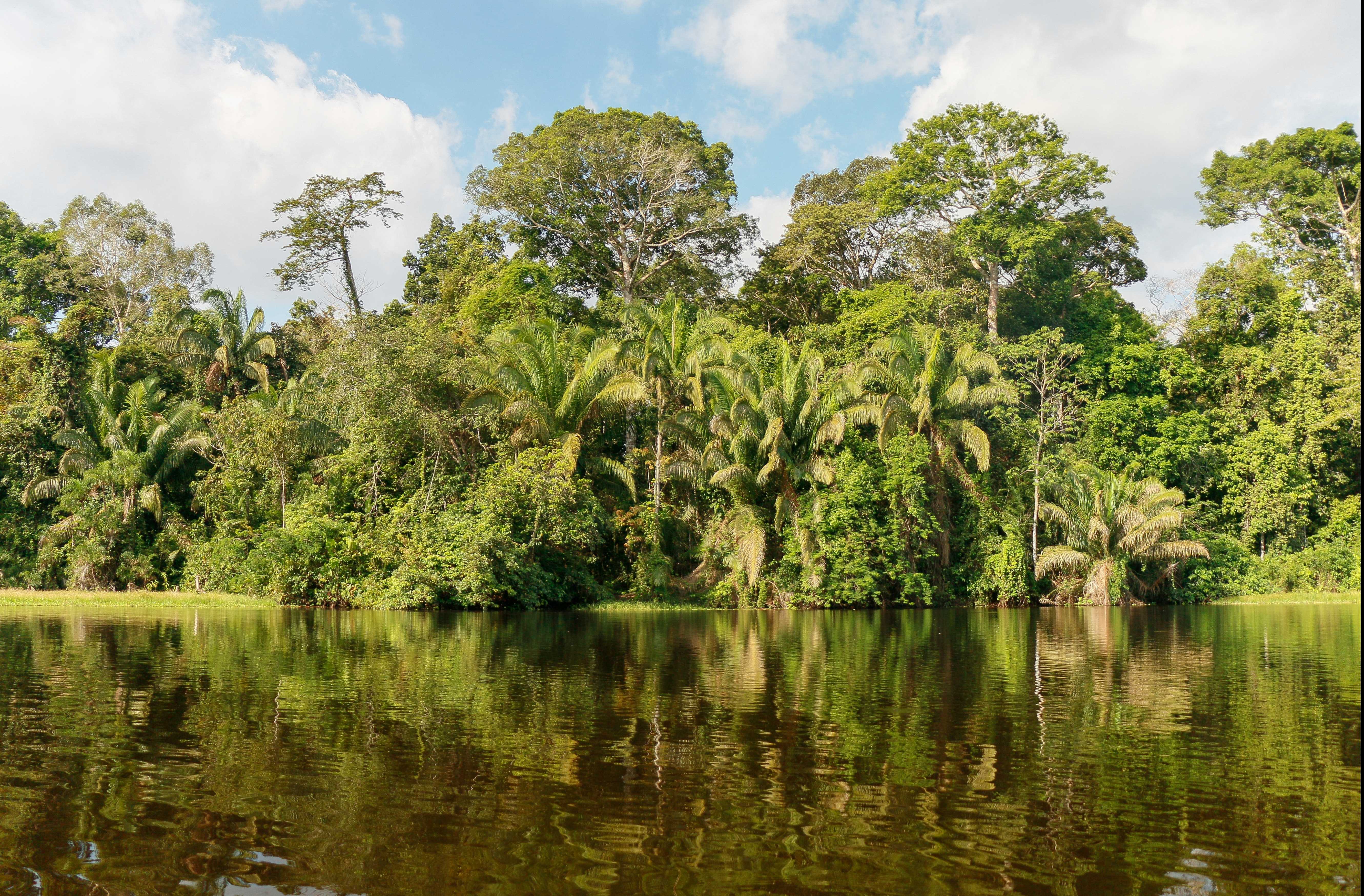 Pădurea amazoniană Columbia