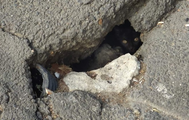 Pisică blocată sub Podul Izvor din București