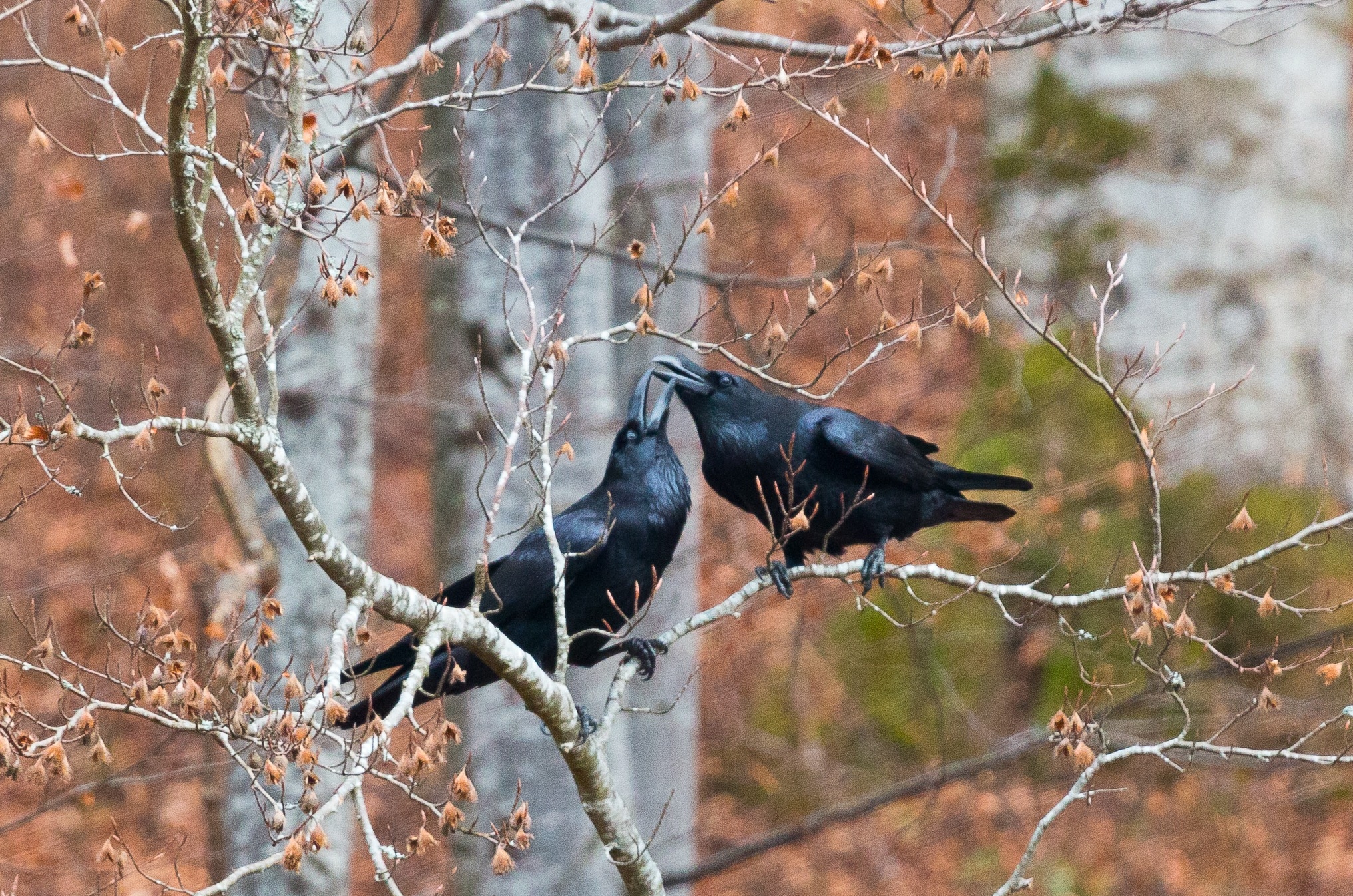 Pereche de corbi din Parcul Natural Bucegi ritual de împerechere