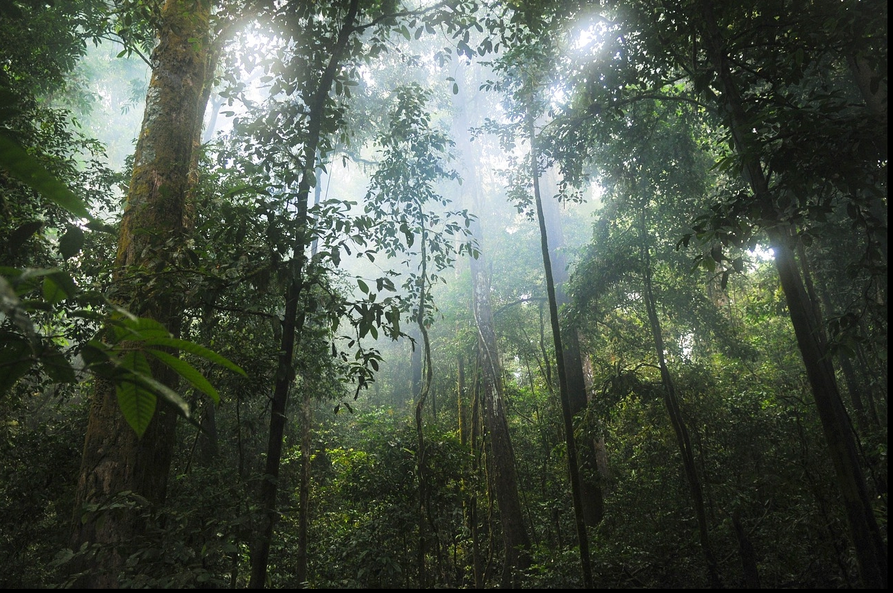 Pădurile tropicale devin mai vulnerabile la insecte şi ciuperci dăunătoare / Pixabay
