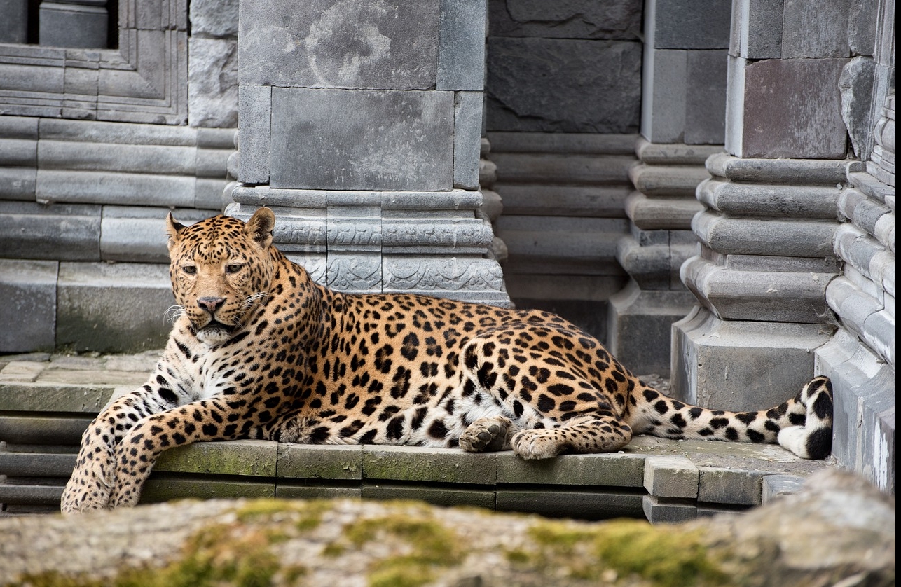 Leopard India / Pixabay