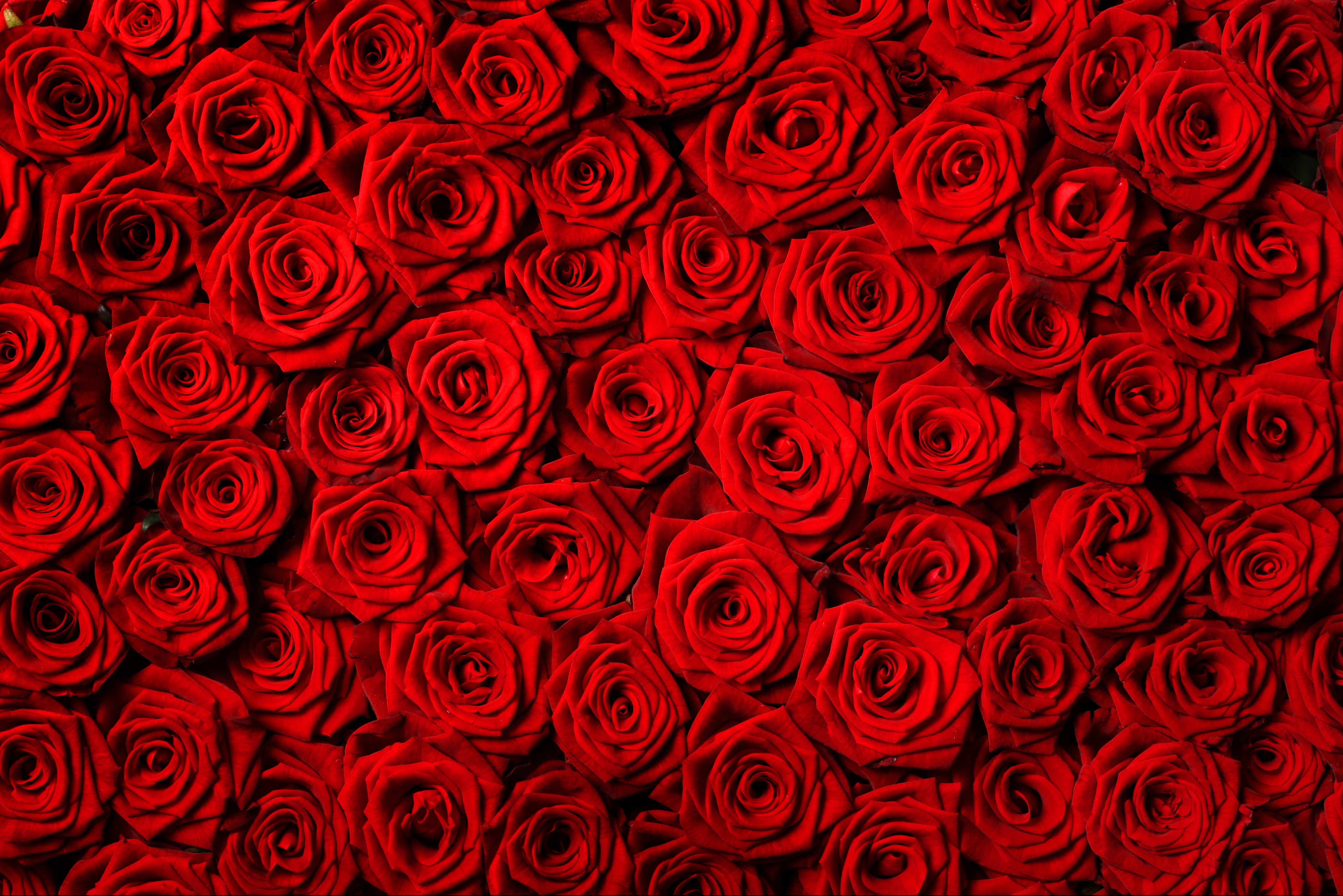 Trandafiri roșii