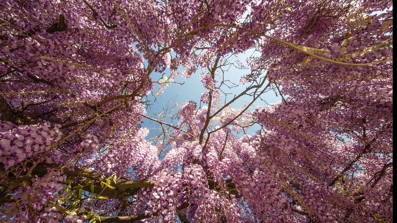 Echinocţiul de primăvară / Pixabay