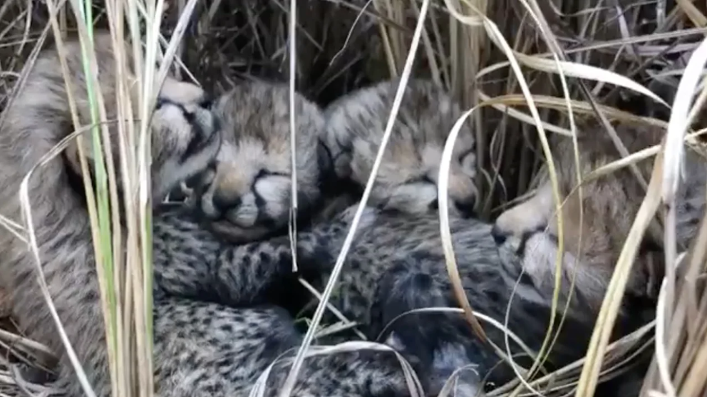 Patru pui de ghepard s-au născut în India