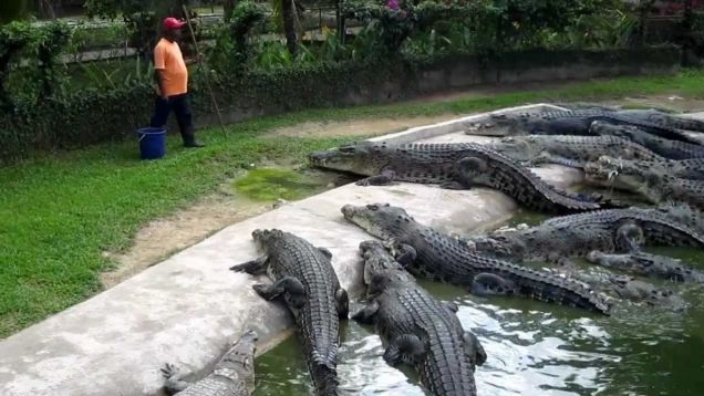 Crescătorie de crocodili