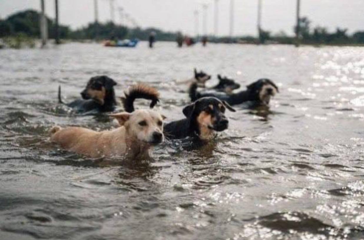 Ucraina inundații animale prin apă